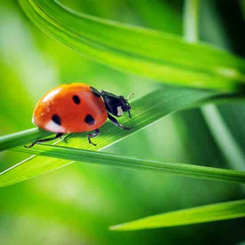 Beneficial Insects Eliminate Bad Insects From the Garden Mother Earth